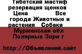 Тибетский мастиф резервация щенков › Цена ­ 100 000 - Все города Животные и растения » Собаки   . Мурманская обл.,Полярные Зори г.